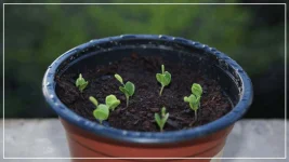 mimosa pudica.webp