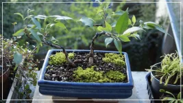 ficus bonsaï.webp