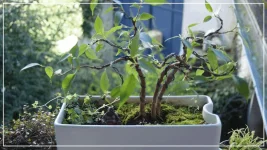ficus bonsaï1.webp