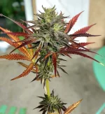 Bergamota rhapsody x spumoni .webp