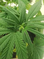 IMG_20251122_101251_939.webp