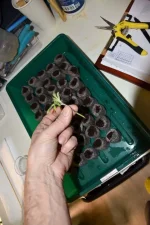 DSC_0379x.webp DSC_0379x.webp