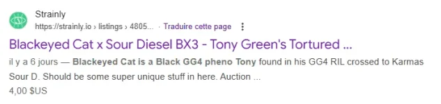 blackeyed cat.webp