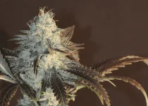 TV#2-c.webp