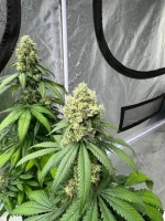 IMG_0447.webp IMG_0447.webp