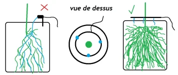 bille argile arrosage racines.webp