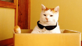 image.gif