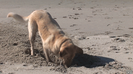 giphy (1).gif giphy (1).gif