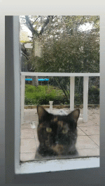 VID-20201124-WA0000_2.gif