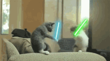 cat-cats.gif