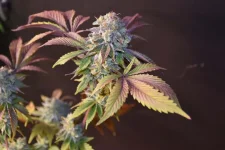 Gloutoneriz#5-Clean3.webp