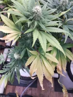 IMG_20260419_201507.webp