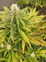 IMG_20260419_201448.webp