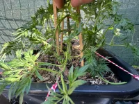 IMG_5384.webp IMG_5384.webp
