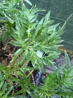 IMG_5358.webp IMG_5358.webp