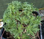 IMG_5355.webp IMG_5355.webp