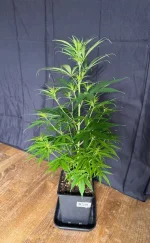 IMG_8076.webp