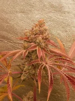 DSCN2792.webp