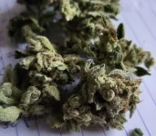 bub-pheno4002.webp