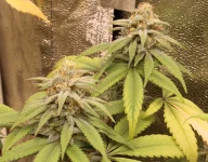 IMG_8170 Tangie Cookies#1.2 copie.webp
