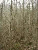 tuto foret 2 .webp