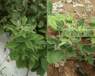 tarsoneme plante.webp