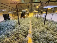 some-pheno-hunt-pics-pic-1-is-all-of-the-plants-we-selected-v0-er6ql43k2zub1.webp