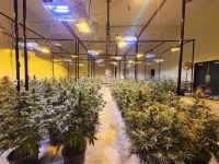 some-pheno-hunt-pics-pic-1-is-all-of-the-plants-we-selected-v0-tx2ekqlk2zub1.webp