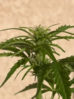 sogreen004.webp sogreen004.webp