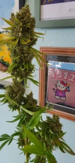 bubblehad2aout-17.webp