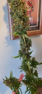 bubblehad2aout-01.webp
