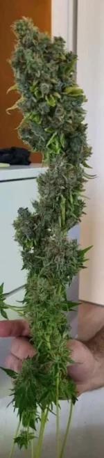 bubblehad2aout-06.webp