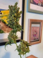 chemsodacookies2aout-09.webp