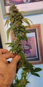 chemsodacookies2aout-13.webp