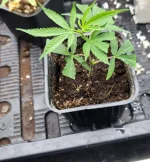 boutzpm31juillet-02.webp