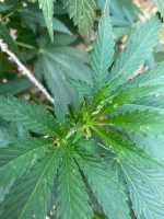 IMG_1001.webp
