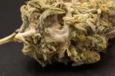 botry canna.webp