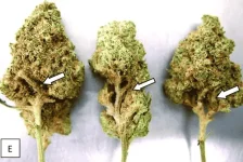 botry canna 2.webp