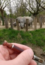 rhino.webp