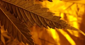 feuille11.webp feuille11.webp