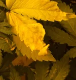 IMG_4994.webp IMG_4994.webp