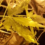 feuille6.webp feuille6.webp