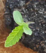 20170527_192605.webp