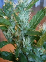 SL383570.webp