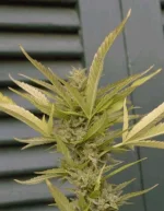 budpandora.webp budpandora.webp