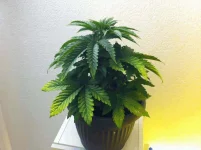 IMG_0974.webp IMG_0974.webp
