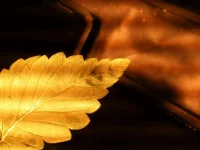 photo.webp