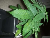 DSCN6054.webp