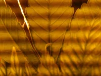 photo(2).webp