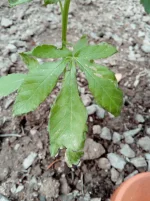 IMG_20170607_160733.webp